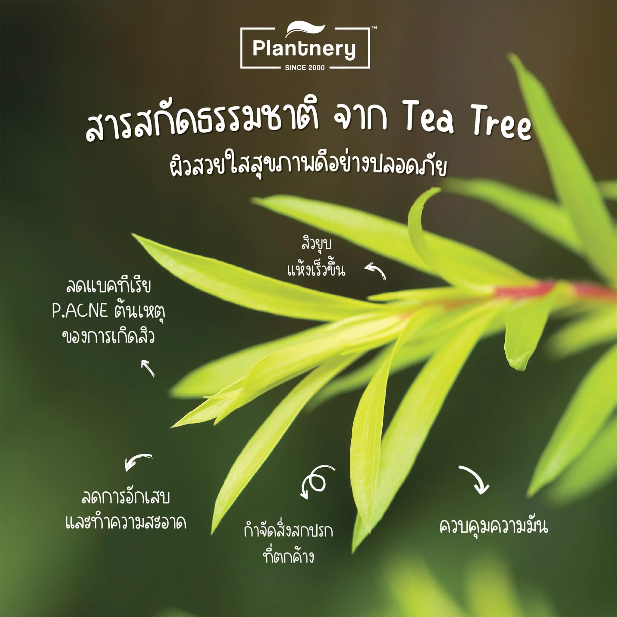 Plantnery Tea Tree Day Cream SPF30 PA+++ 50 g    มีคุณสมบัติ  - ลดสิวอักเสบ ละลายสิวอุดตัน  - ฟื้นบำรุงรอยแผลใหม่จากสิว  - ลดความมันและควบคุมความมันระหว่างวันได้ยาวนานถึง 8 ชั่วโมง  - ป้องกันการเกิดฝ้าแดด และจุดด่างดำ  - ลดโอกาสเกิดสิวอุดตันได้อย่างมีประสิทธิภาพ (Non-Comedogenic)  - ลดการสะสมของเชื้อ P.Acne ต้นเหตุของการเกิดสิว